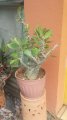 Pachypodium - plante exotique 0.6-0.8m